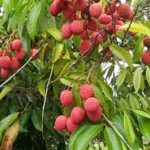 Read more about the article Muzaffarpur: Tour of the Litchi City