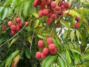 Litchi Market Muzaffarpur Bihar