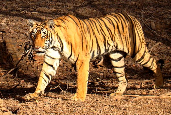 Valmiki Nagar Tour