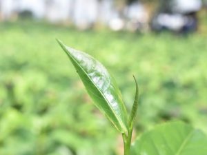 Doke Silver Needle Tea