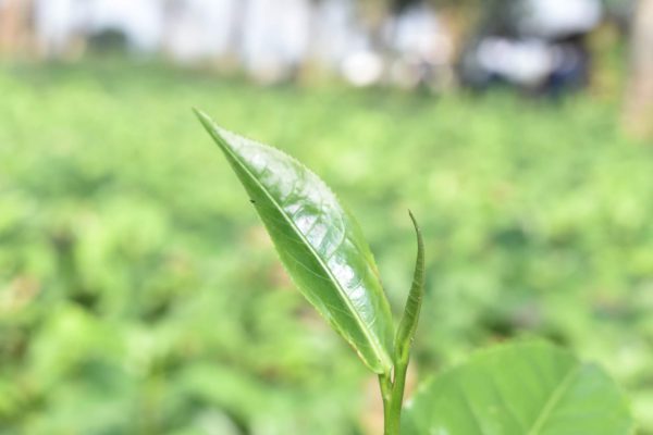 Doke Silver Needle Tea - Image 2