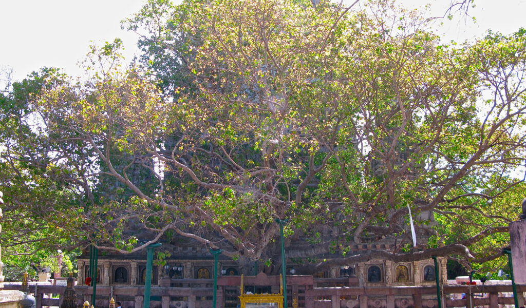 Bodhi-Tree, Bodh Gaya Visiting Places