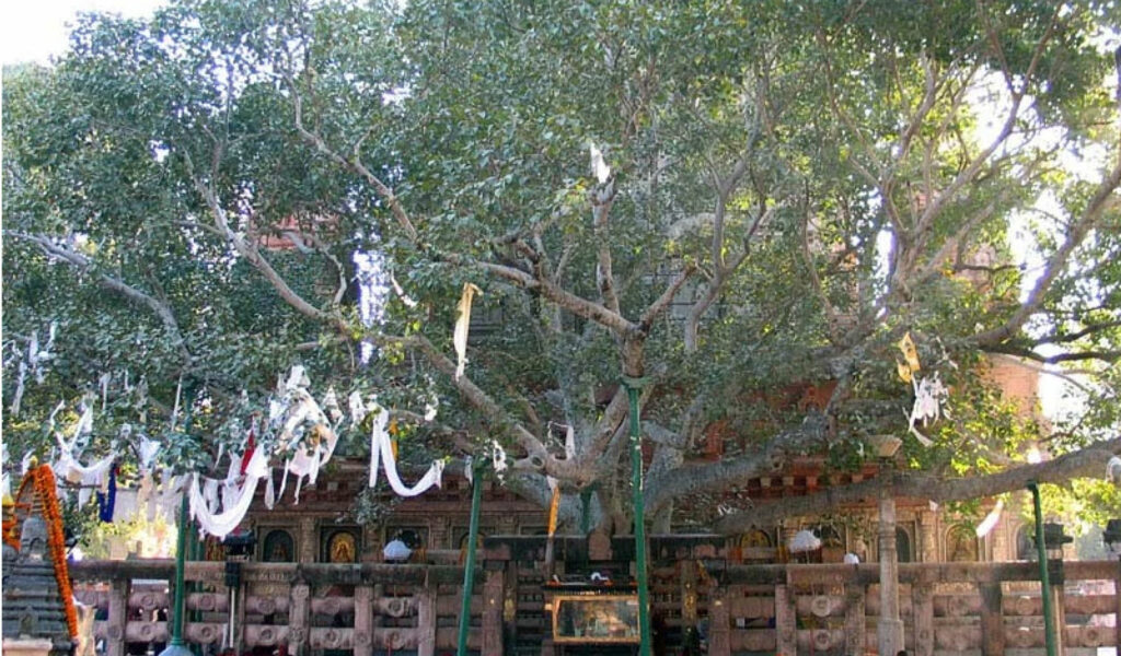 Rajayatana-Tree, Bodh Gaya Visiting Places
