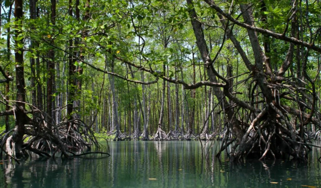 Baratang-Island-, andaman tour packages