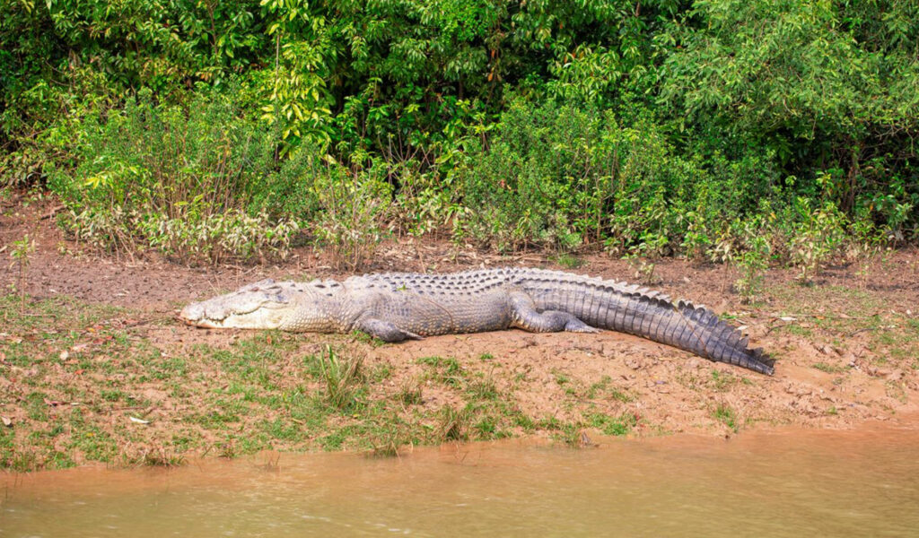 Bhitarkanika-National-Park, places to visit in odisha