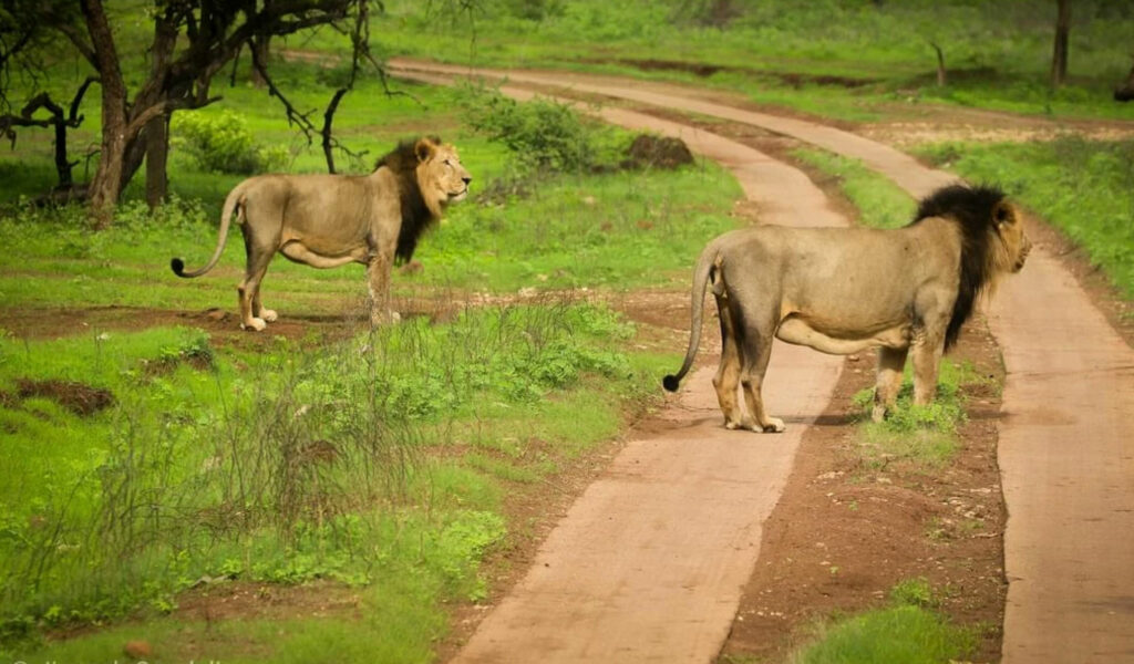 Sasan-Gir-Devaliya-Park-Safari, gujarat somnath dwarka