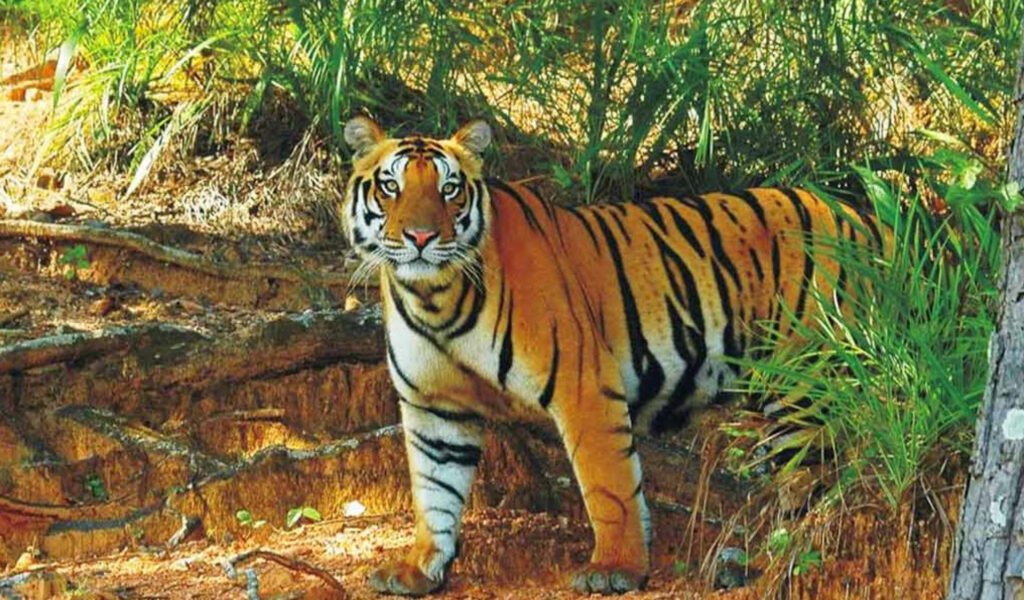 Satkosia-Tiger-Reserve, places to visit in odisha