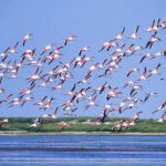 Read more about the article Chilika Lake – A Living Lagoon Among the Greatest Tourist Attractions in Odisha